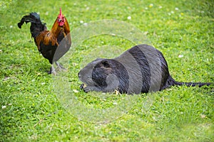 Nutria Myocastor coypus