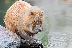 Nutria (Myocastor coypus or beaver rat) washing face