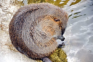 Nutria Myocastor Coypus Caring and Washing itself