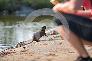 Small Nutria, Myocastor coypus, coipu