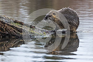 The nutria (Myocastor coypus) coming out of the water