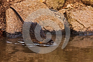 The nutria (Myocastor coypus) or coypu go to the water