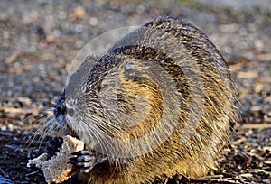 Nutria - Myocastor coypus eating by the stream in a Hungarian small town