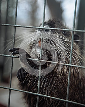 Nutria or Myocastor coypus peeking out out of cage