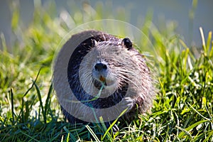 Nutria (Myocastor coypus) standing on the grass