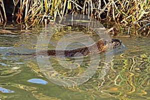 Nutria - Myocastor coypus swimming in Leitha river in Hungary