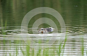 nutria (Myocastor coypus) swimming in the water