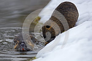 Nutria, Myocastor coypus, winter mouse with big tooth in the snow, near the river