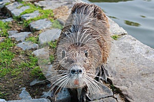Nutria near the lake in the city park. Animals in the city. Water rat