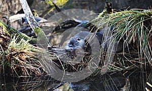 Nutria with offspring in a pond