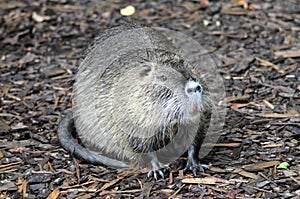 Nutria (Ondatra Zibethicus)