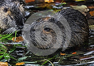 Nutria in the pond 3