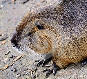 Nutria portrait