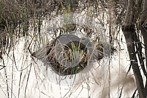 Nutria resting on the small patch of land, covered with grass in the middle of the secluded pond