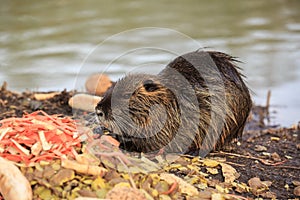 Nutria in river