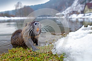 Nutria in river habitat. Nutria, wide angle with forest. Nutria, Myocastor coypus, winter mouse with big tooth in the snow, near t