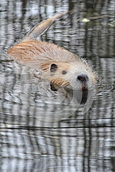 Nutria or river rat