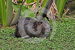 Nutria in a Shallow Pond - Beaumont, Texas