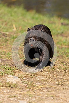 Nutria on the shore and in the water