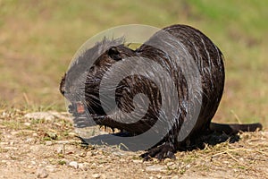 Nutria on the shore and in the water