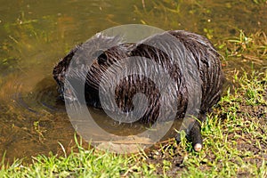 Nutria on the shore and in the water