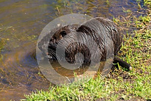 Nutria on the shore and in the water