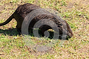 Nutria on the shore and in the water