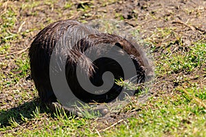 Nutria on the shore and in the water