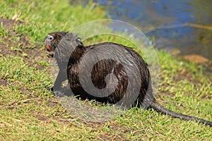 Nutria on the shore and in the water