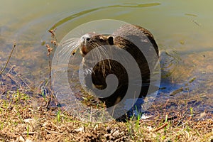 Nutria on the shore and in the water