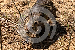 Nutria on the shore and in the water