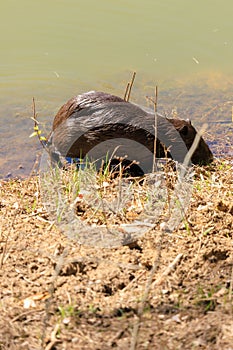 Nutria on the shore and in the water