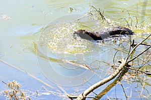 Nutria on the shore and in the water