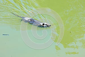 Nutria on the shore and in the water