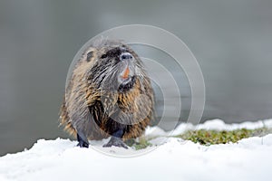 Nutria snowy river. Nutria, Myocastor coypus, winter mouse with big tooth in the snow, near the river. Nutria with snow during win
