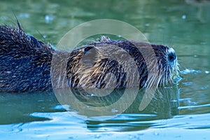 Nutria south american mammal imported to europe