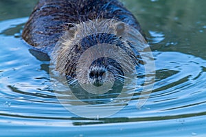 Nutria south american mammal imported to europe
