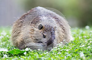 Nutria standing on grass