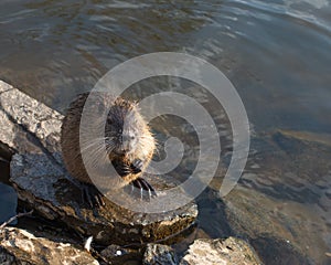 Nutria on stone near the river. Wildlife scene from nature.