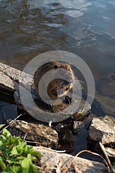 Nutria on stone near the river. Wildlife scene from nature.