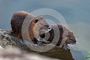 Nutria, swamp beaver - Myocastor coypus
