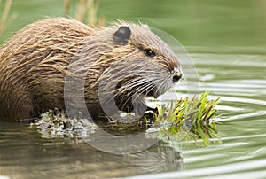 Nutria swimming