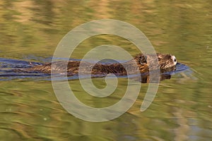 Nutria swimming photo