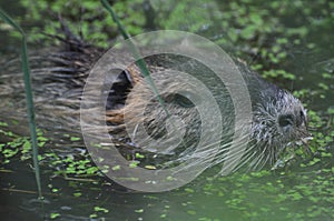 Nutria