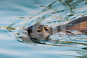 Nutria swimming in the river. City river with nutrias. Summertime