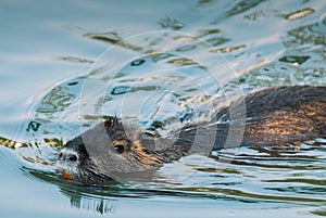 Nutria swimming in the river. City river with nutrias. Summertime