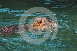 Nutria swimming in the river. City river with nutrias. Summertime