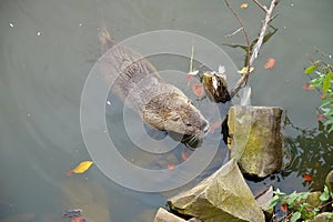 Nutria swims in the lake