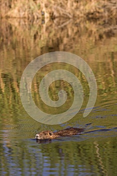 Nutria in water