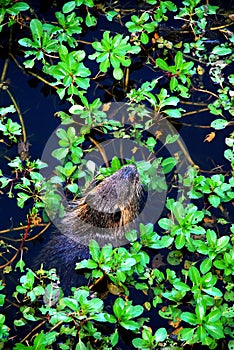 Nutria with water plants